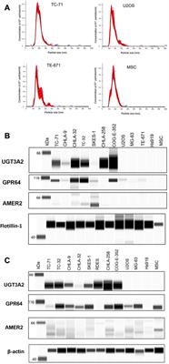 Identification of small extracellular vesicle protein biomarkers for pediatric Ewing Sarcoma